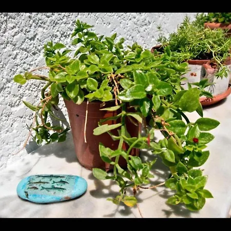With Garden View No12 Appartement